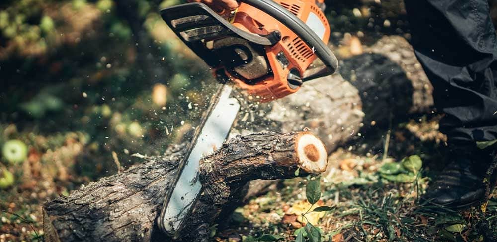Comment abattre un arbre correctement ? - Mes news locales